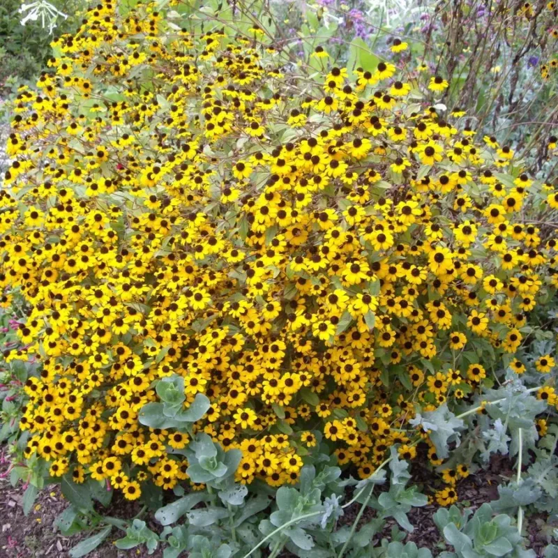 Rudbeckia triloba