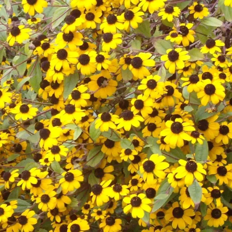 Rudbeckia triloba