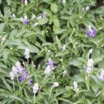 Salvia farinacea 'Strata'