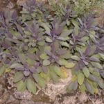 Salvia officinalis 'Purpurascens'
