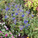 Salvia patens 'Patio Bleu Gentiane'