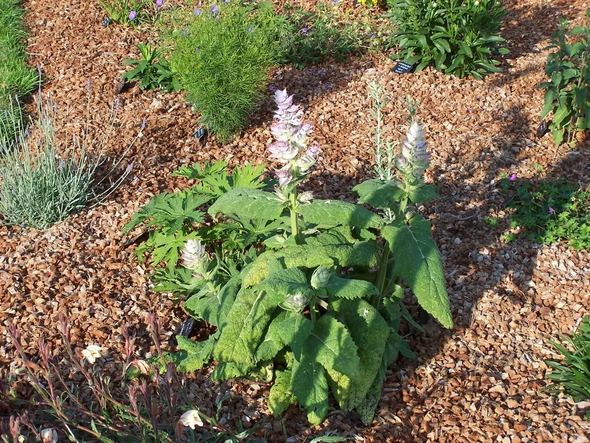 Salvia sclarea