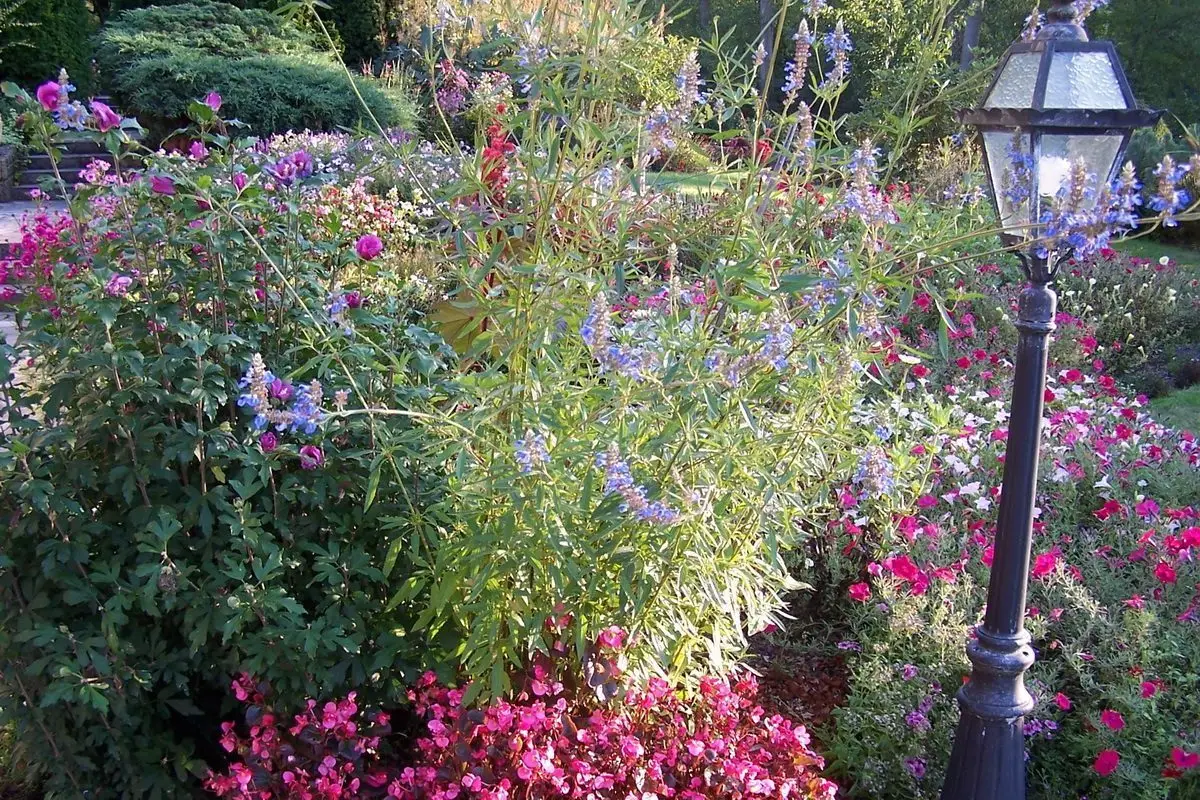 Salvia uliginosa
