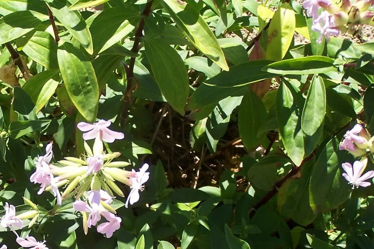 Saponaria officinalis