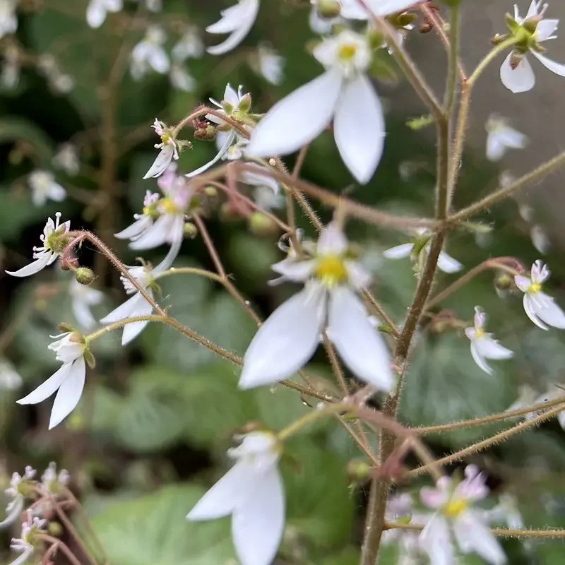 Saxifraga stolonifera &lsquo;Cuscutiformis&rsquo;
