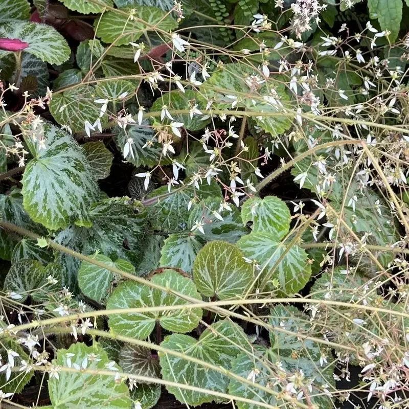 Saxifraga stolonifera &lsquo;Cuscutiformis&rsquo;