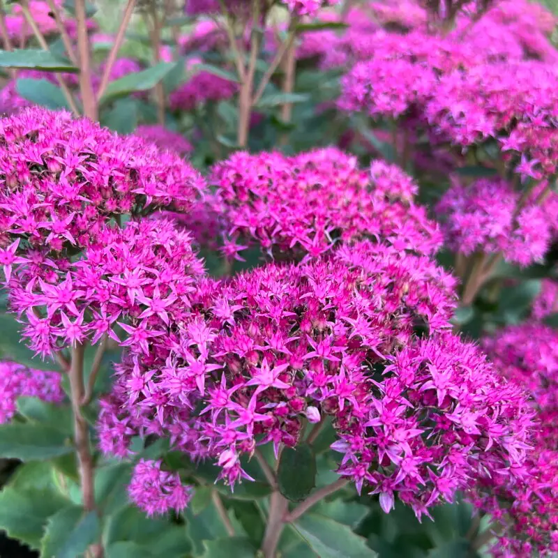 Sedum &lsquo;Septemberglut&rsquo;