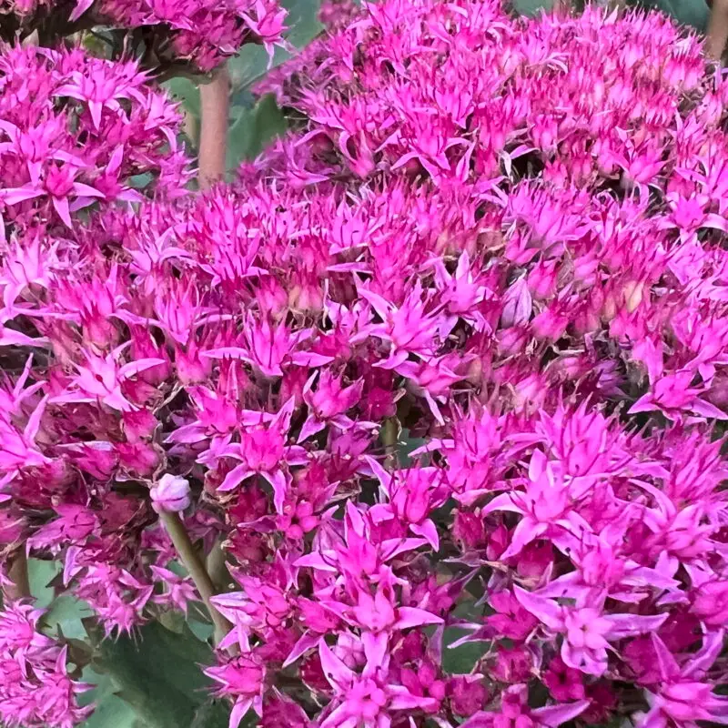 Sedum &lsquo;Septemberglut&rsquo;