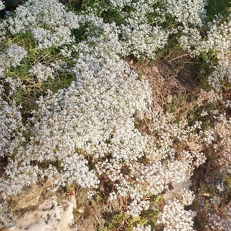 Sedum album – Orpin blanc