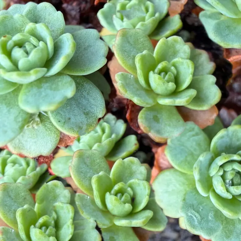 Sedum pachyclados