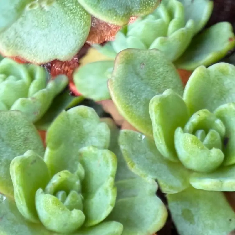 Sedum pachyclados