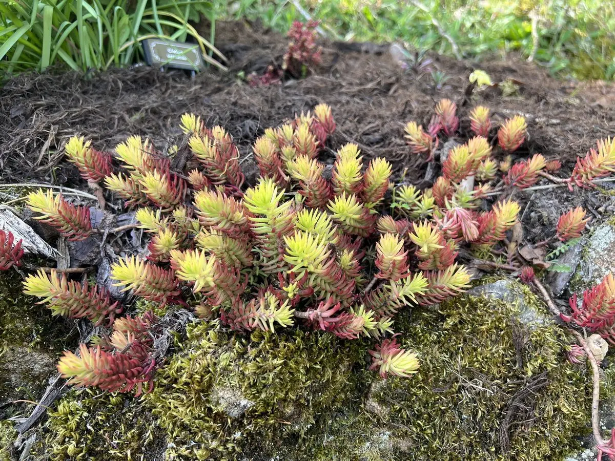 Sedum reflexum 'Angelina'