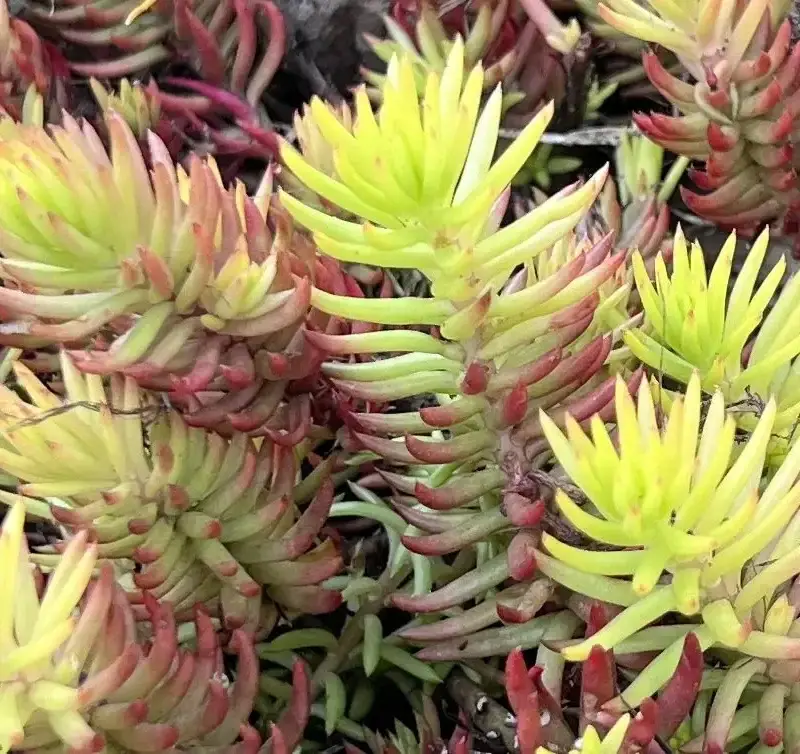 Sedum reflexum &lsquo;Angelina&rsquo;