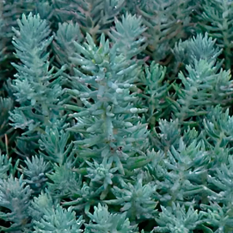 Sedum reflexum &lsquo;Glaucum&rsquo;