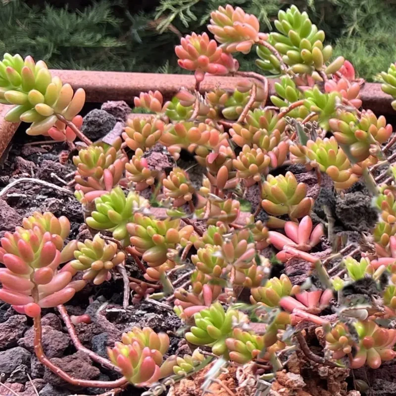 Sedum rubrotinctum