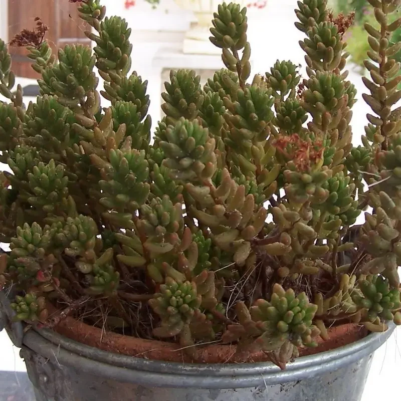 Sedum rubrotinctum