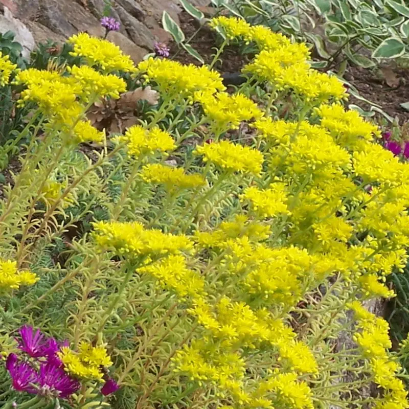 Sedum rupestre