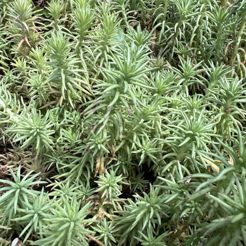 Sedum rupestre