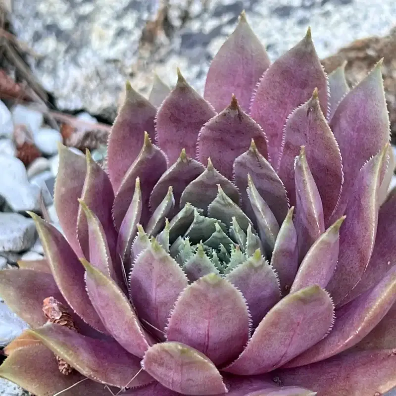 Sempervivum &lsquo;Balbing&rsquo;
