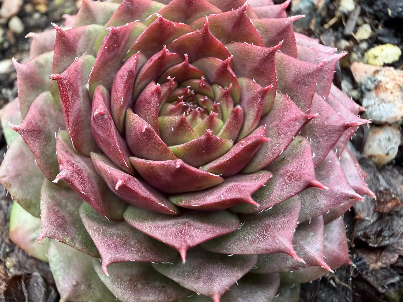Sempervivum 'Bedivere'