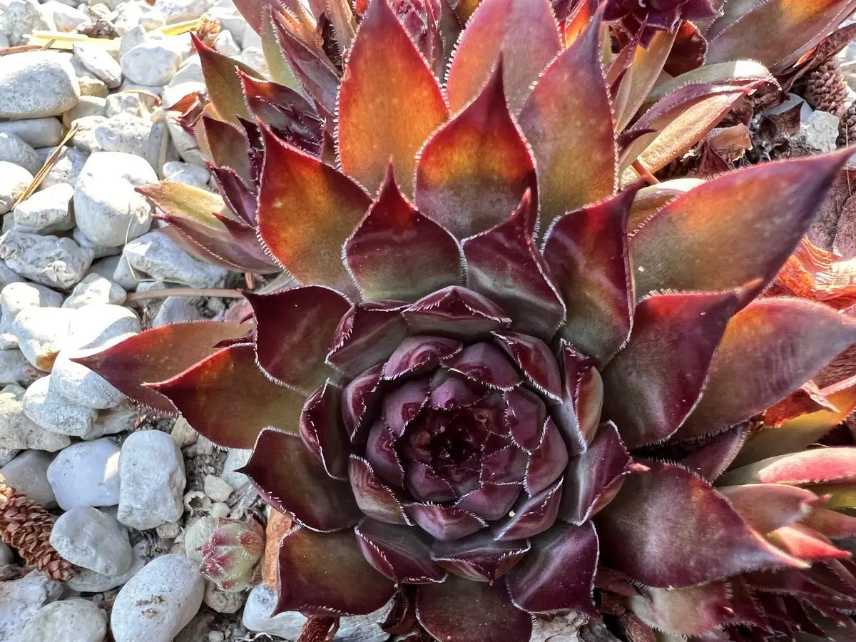 Sempervivum 'Bronco'