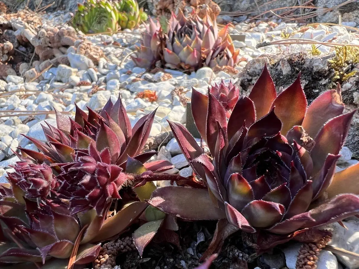Sempervivum 'Bronco'