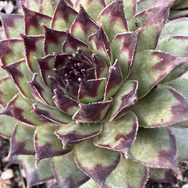 Sempervivum ‘Café’