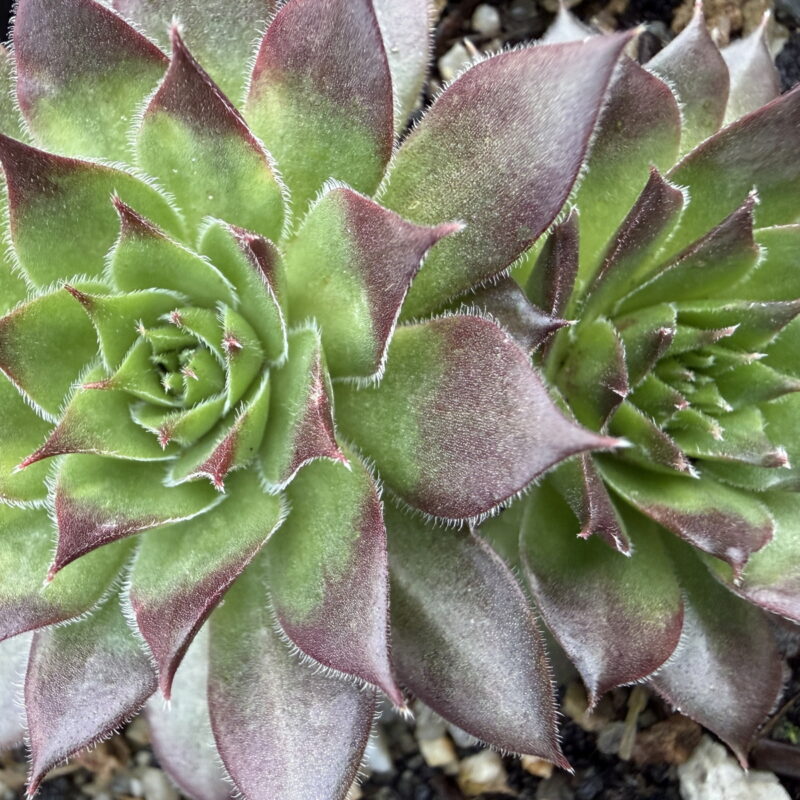 Sempervivum ‘Cherry Tart’