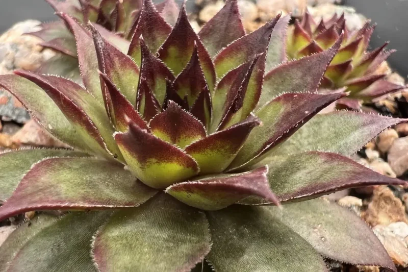 sempervivum-congo-les-jardins-du-gu
