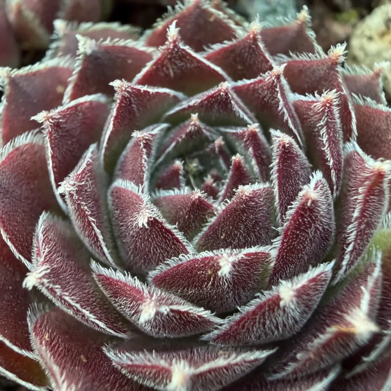 Sempervivum ‘Crispyn’
