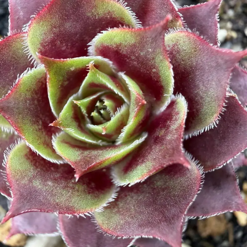 Sempervivum &lsquo;El Toro&rsquo;