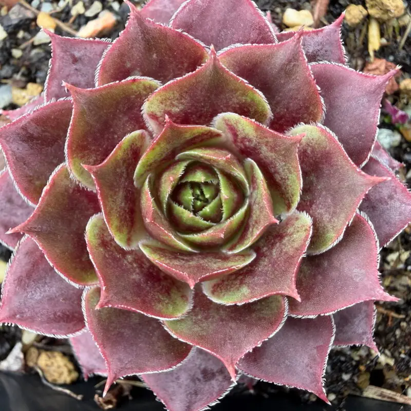 Sempervivum &lsquo;El Toro&rsquo;