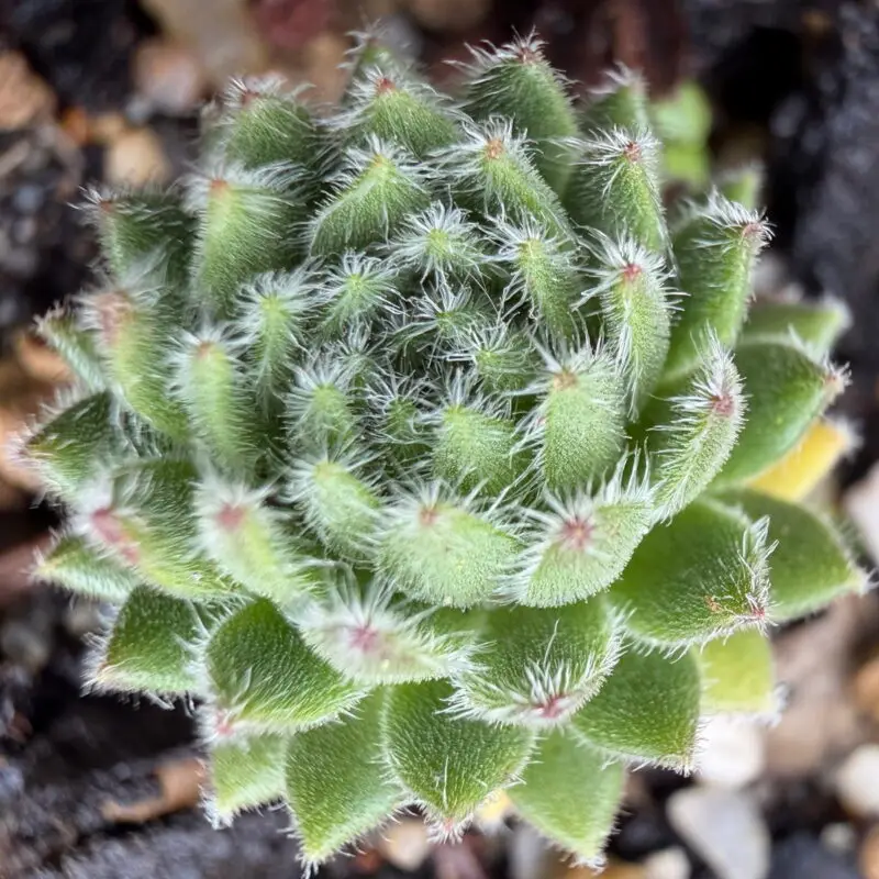 Sempervivum &lsquo;Esselina&rsquo;