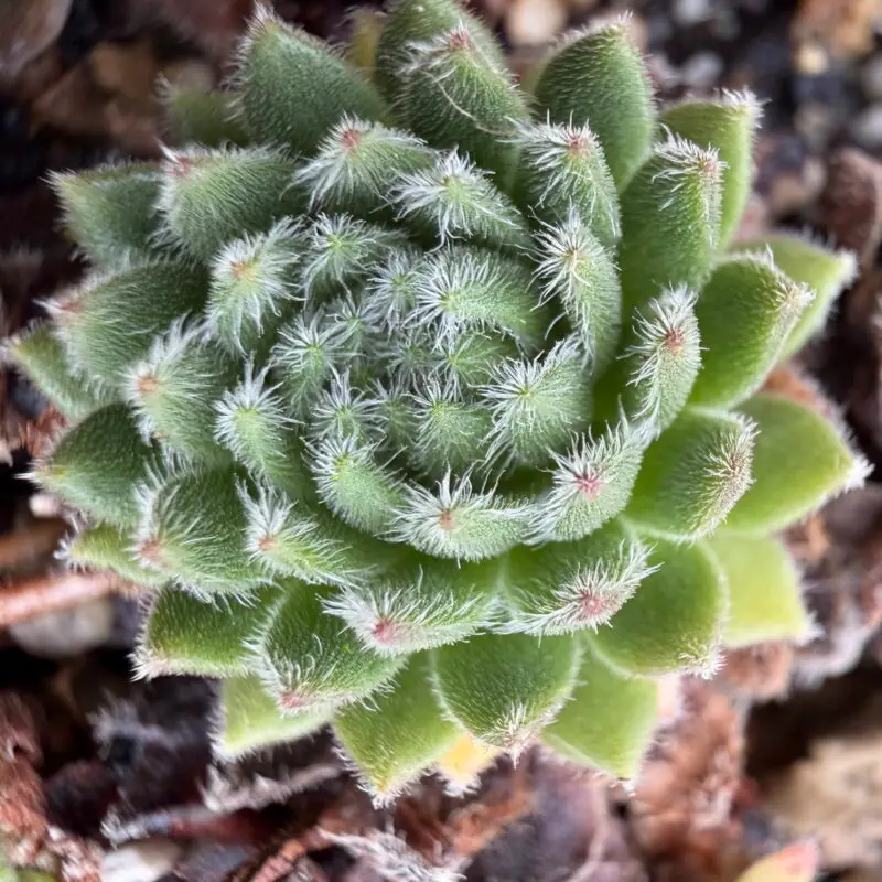 Sempervivum &lsquo;Esselina&rsquo;