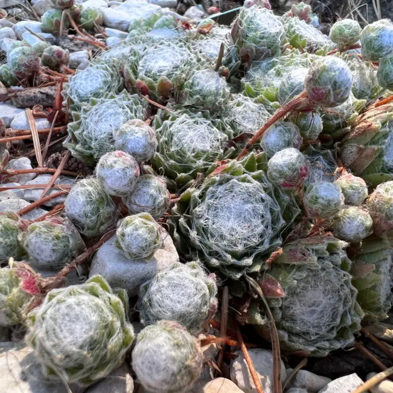 Sempervivum arachnoideum de Fextal