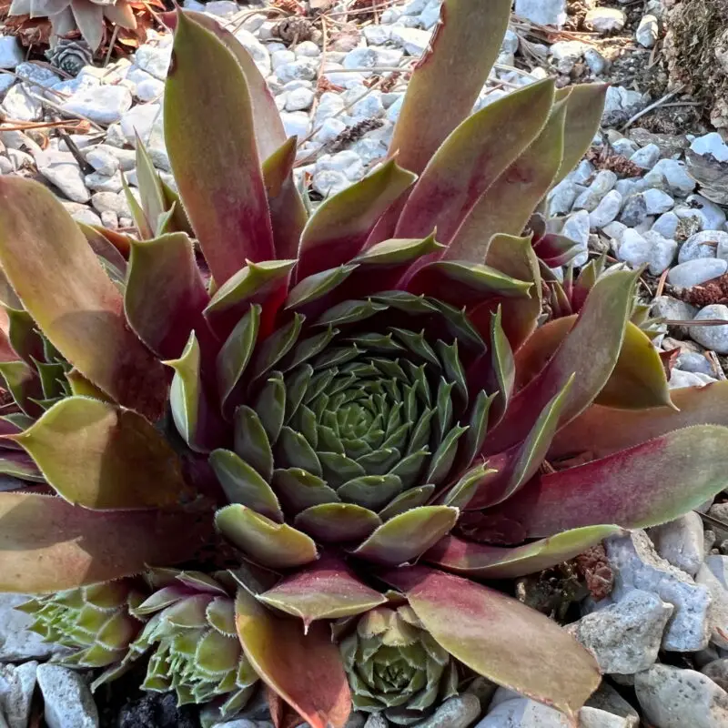 Sempervivum &lsquo;Gallivarda&rsquo;