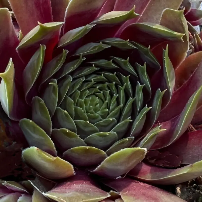 Sempervivum &lsquo;Gallivarda&rsquo;