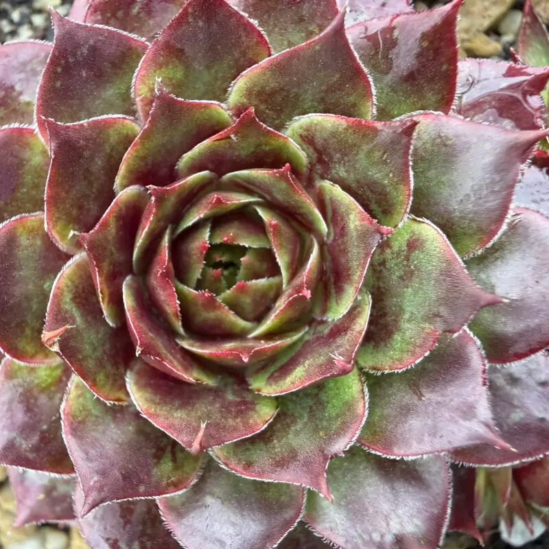 Sempervivum &lsquo;Gay Jester&rsquo;