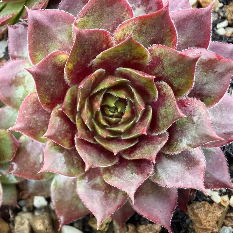 Sempervivum &lsquo;Gay Jester&rsquo;