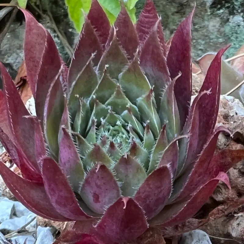 Sempervivum &lsquo;Glowing Embers&rsquo;