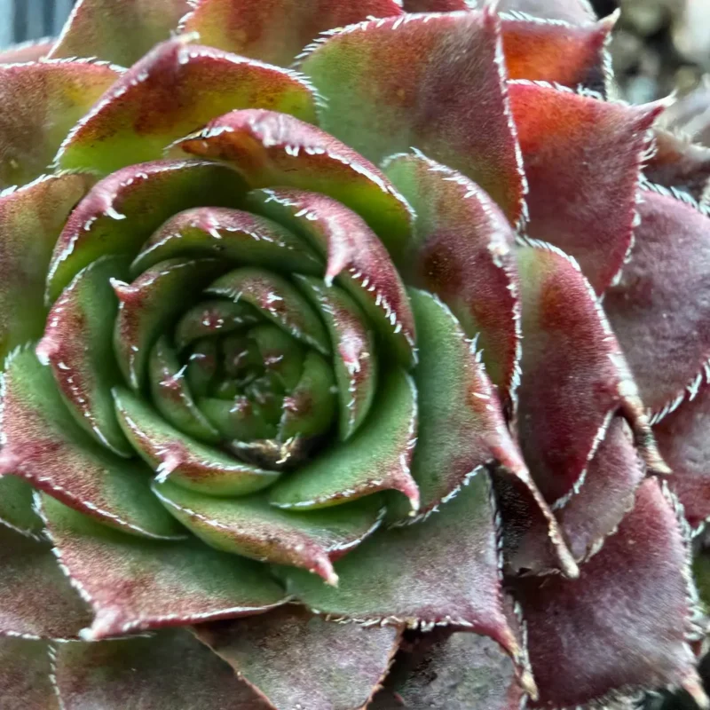Sempervivum &lsquo;Granat&rsquo;