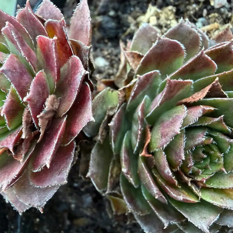Sempervivum &lsquo;Granat&rsquo;