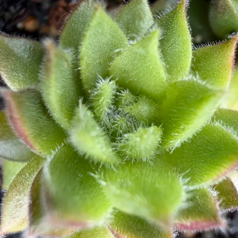 Sempervivum &lsquo;Hey Hey&rsquo;