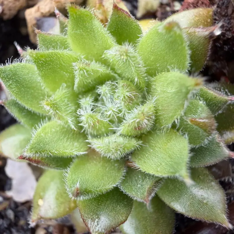 Sempervivum &lsquo;Hey Hey&rsquo;