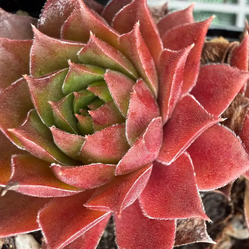 Sempervivum &lsquo;Kappa&rsquo;