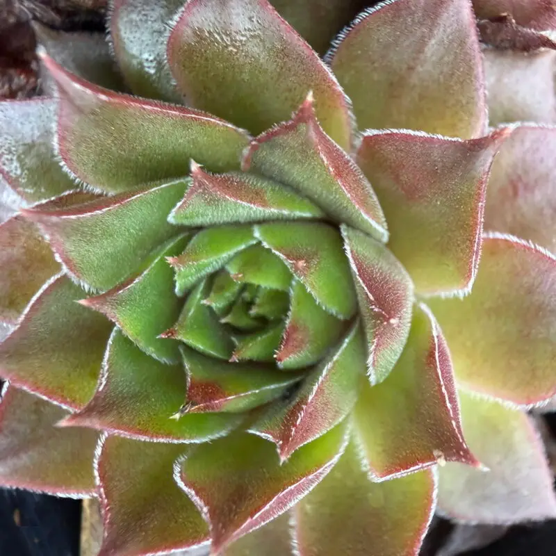 Sempervivum &lsquo;Kappa&rsquo;