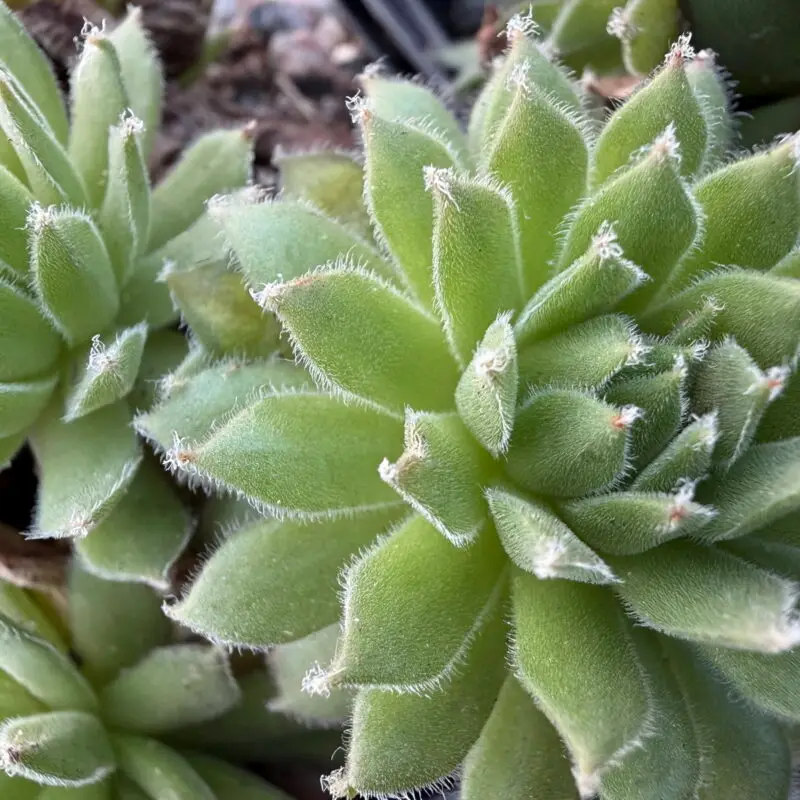 Sempervivum &lsquo;King George&rsquo;