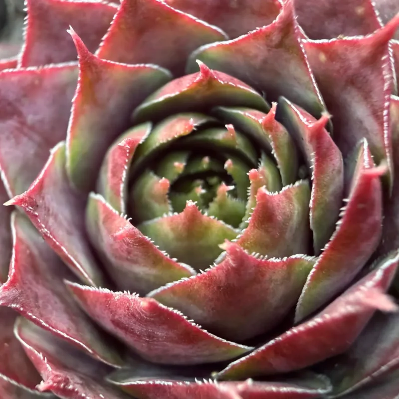 Sempervivum &lsquo;Launcelot&rsquo;