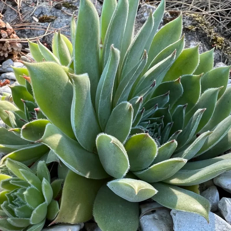 Sempervivum &lsquo;Lemon Spray&rsquo;