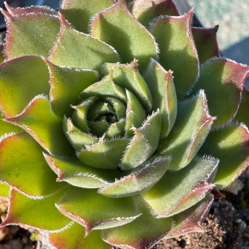 Sempervivum &lsquo;Lemon Spray&rsquo;